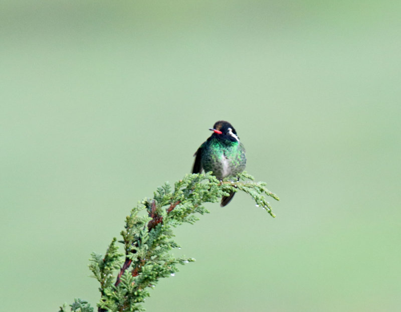 White-eared Hummingbird_0458.jpg