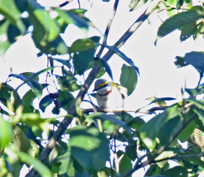 Chestnut-sided Shrike Vireo_8921.jpg