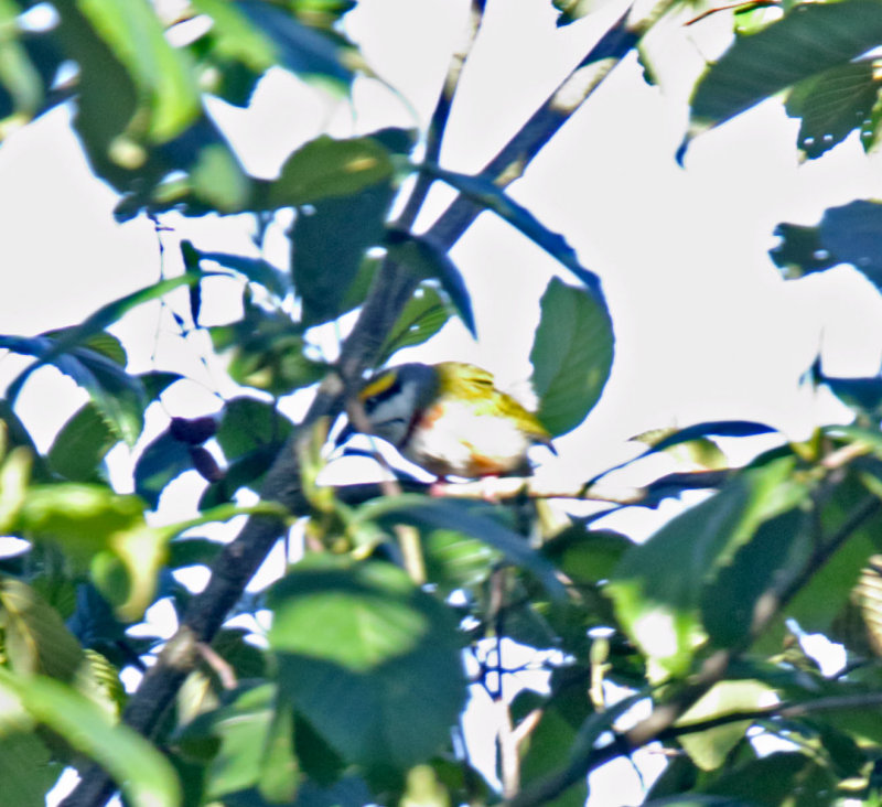 Chestnut-sided Shrike Vireo_8930.jpg