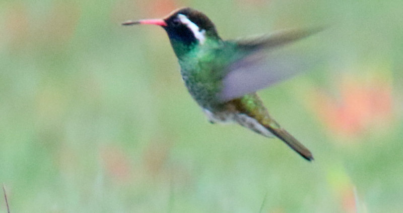 White-eared Hummingbird_0376.jpg