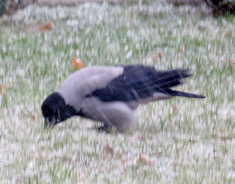Hooded Crow_0030.jpg
