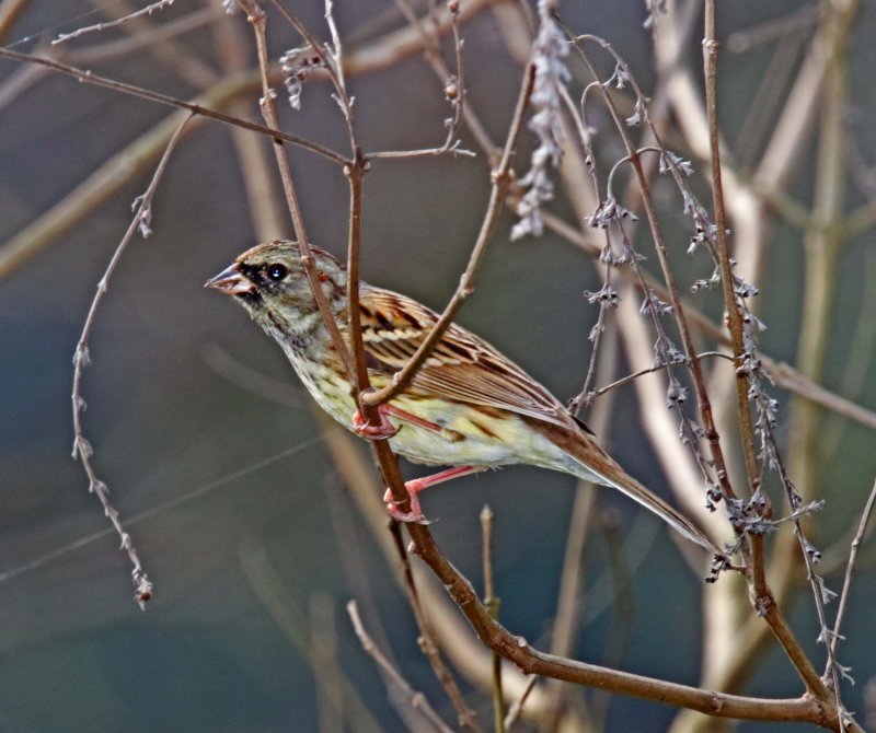 Black-faced Bunting - male_2321.jpg