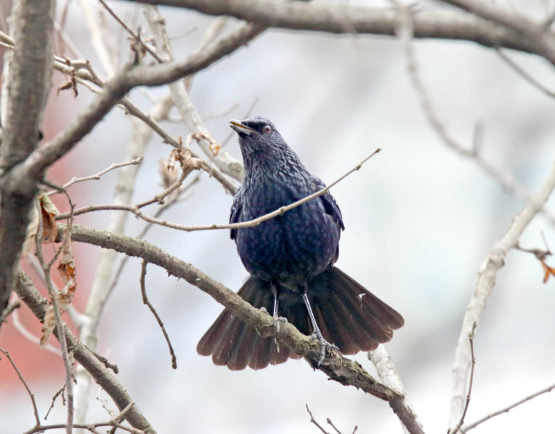 Blue Whistling Thrush_2919.jpg