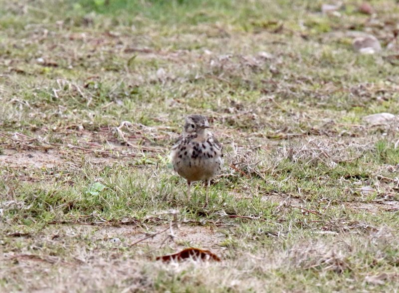 Buff-bellied Pipit_1199.jpg
