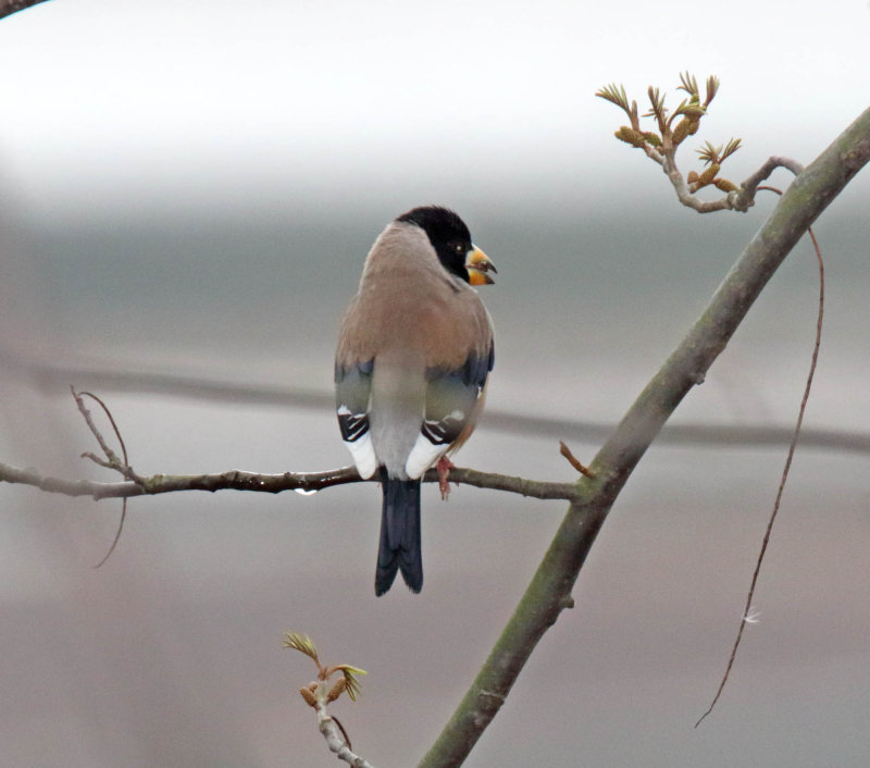 Chinese Grosbeak_1120.jpg