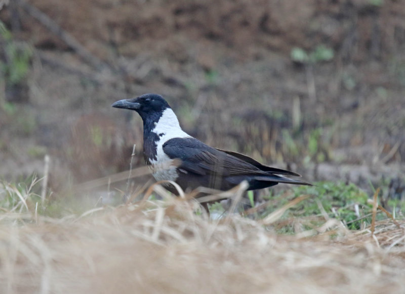 Collared Crow_3263.jpg