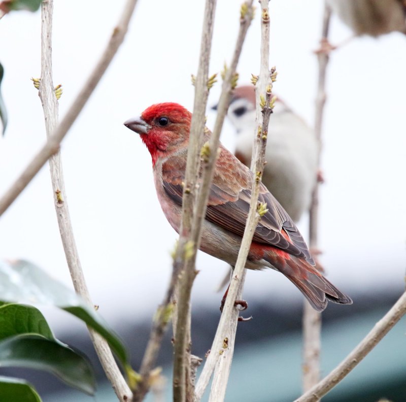 Commmon Rosefinch - male_3101.jpg