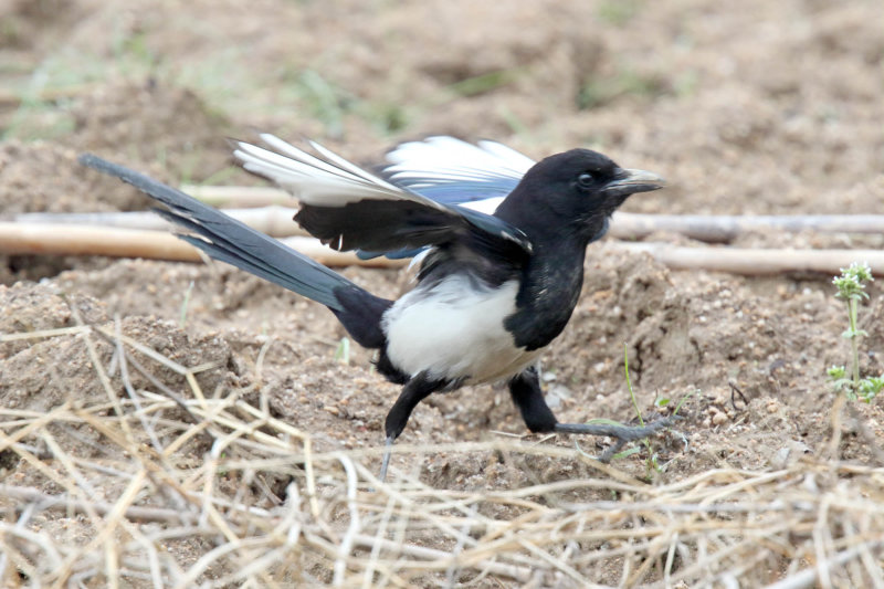 Oriental Magpie_2975.jpg