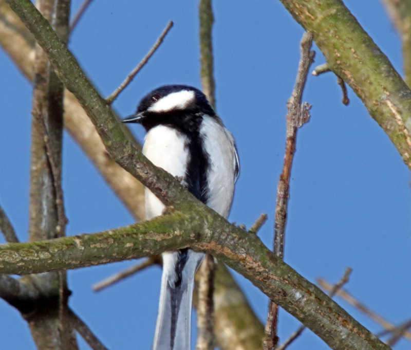  Cinereous Tit_1819.jpg