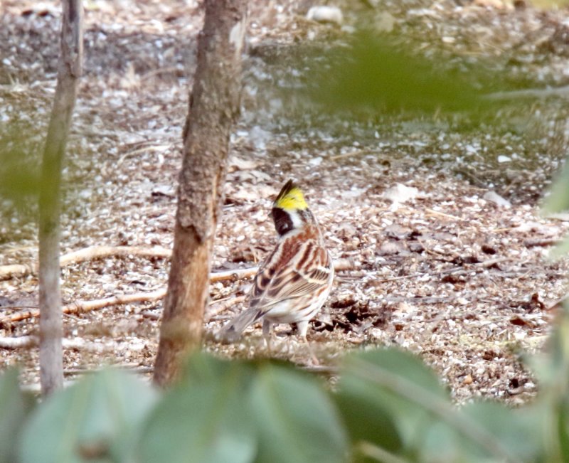 Yellow-throated Bunting - male_4476.jpg