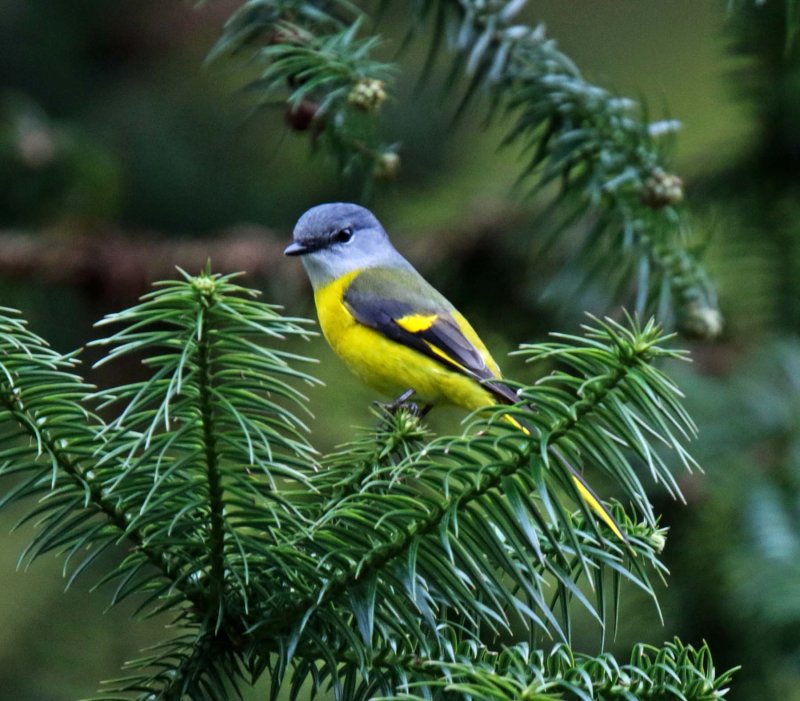 Grey-chinned Minivet - female_0488.jpg