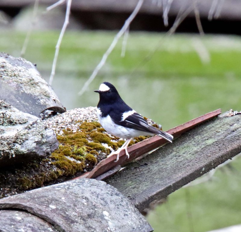 Little Forktail_0465.jpg
