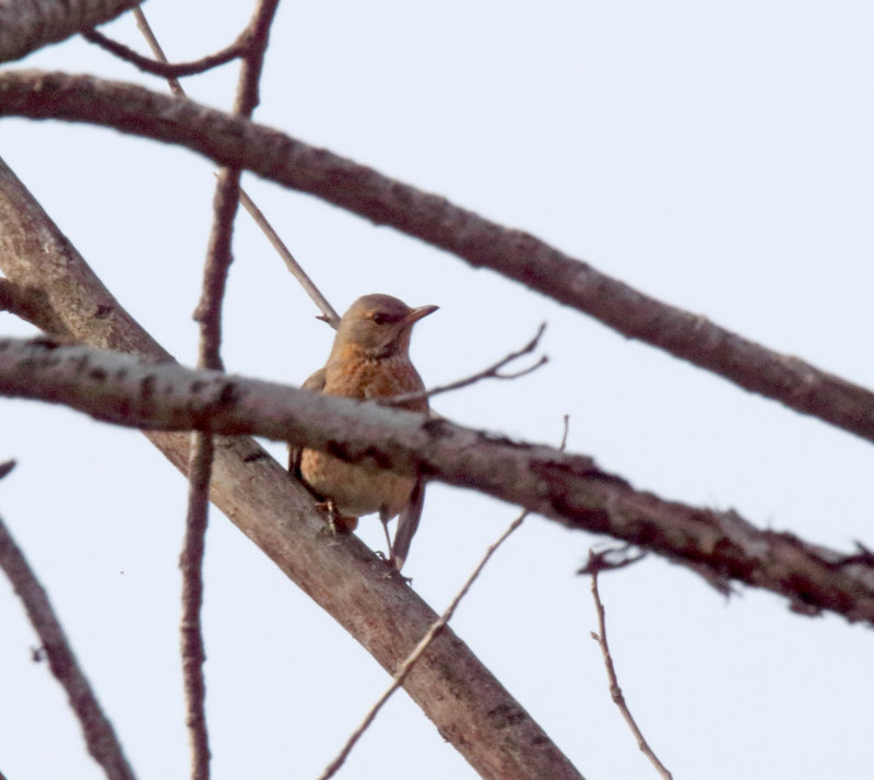 Naumanns Thrush_4463.jpg