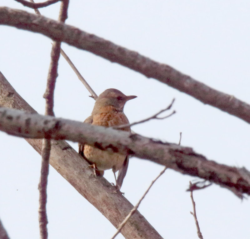 Naumanns Thrush_4468.jpg