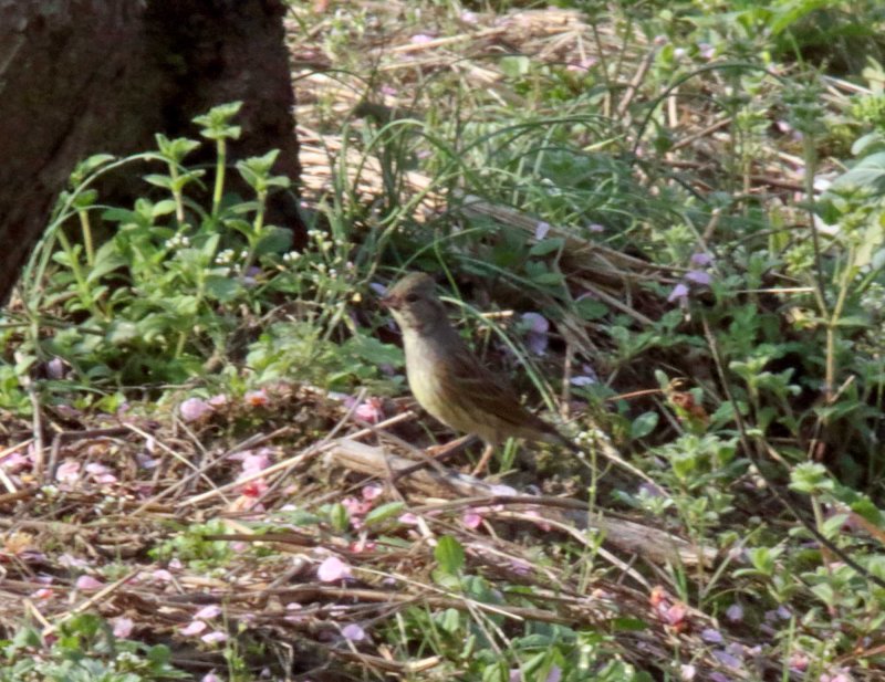 Olive-backed Pipit_1818.jpg