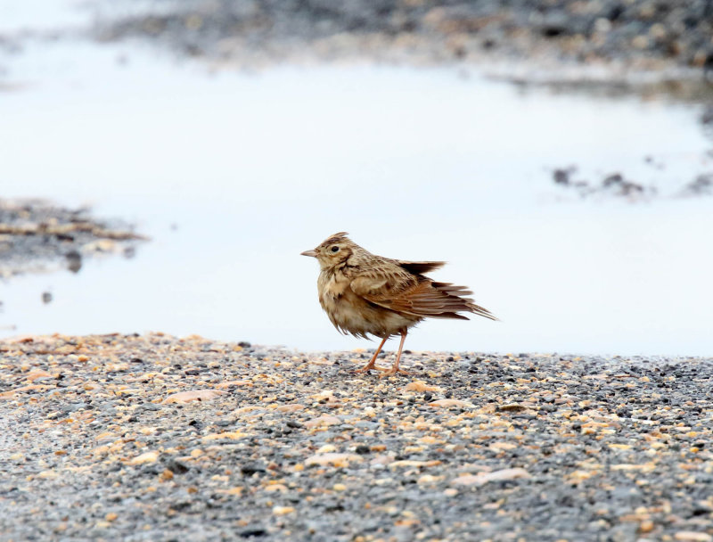 Oriental Skylark_2385.jpg
