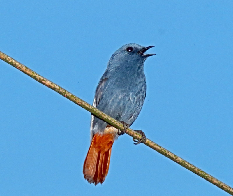 Plumbeous Water Redstart - male_1632.jpg
