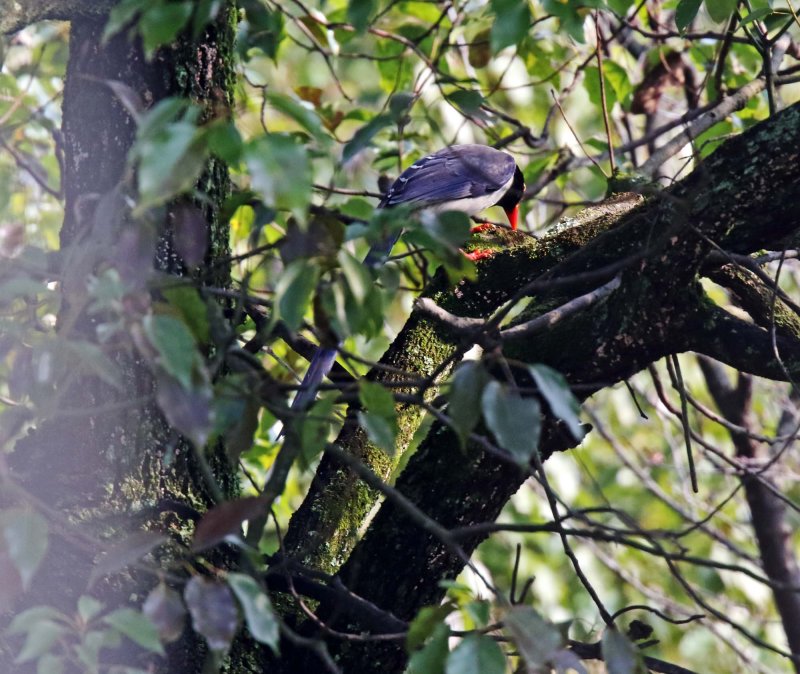 Red-billed Blue Magpie_1885.jpg