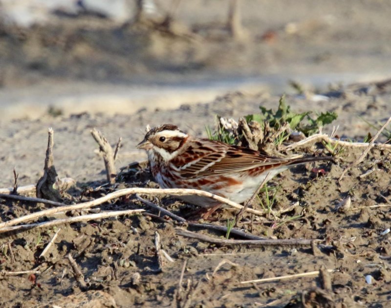 Rustic Bunting - female_3637.jpg