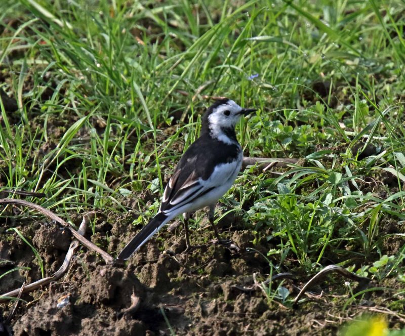White Wagtail_1866.jpg