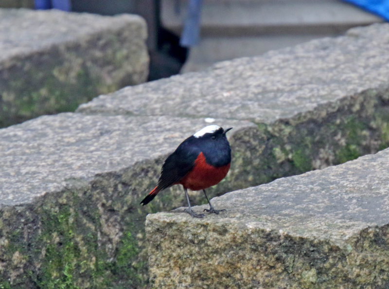 White-capped Redstart - male_2828.jpg