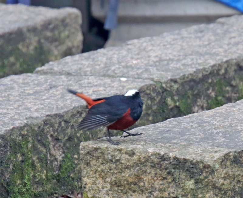 White-capped Redstart - male_2830.jpg