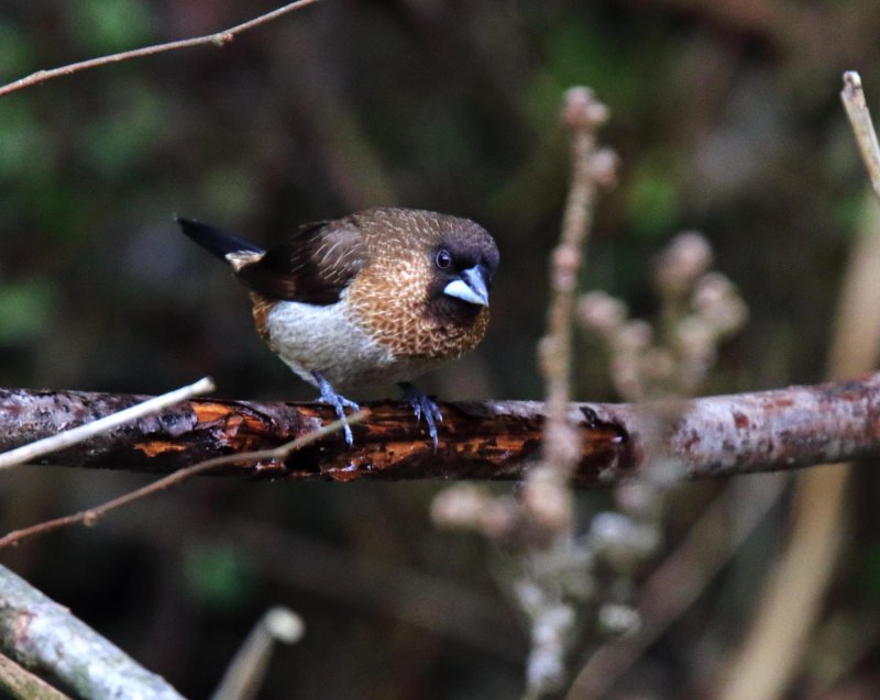 White-rumped Munia_0522.jpg