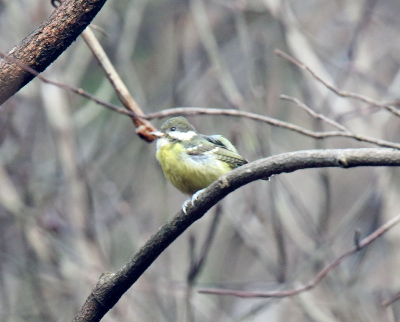 Yellow-bellied Tit - female_2705.jpg