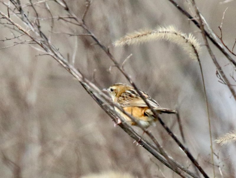 Zitting Cisticola_1213.jpg