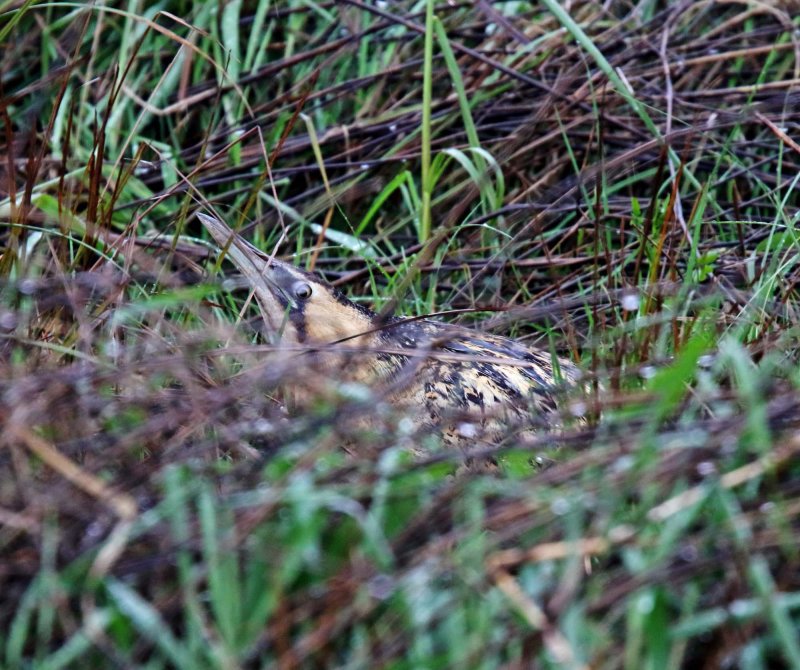 Eurasian Bittern_2201.jpg