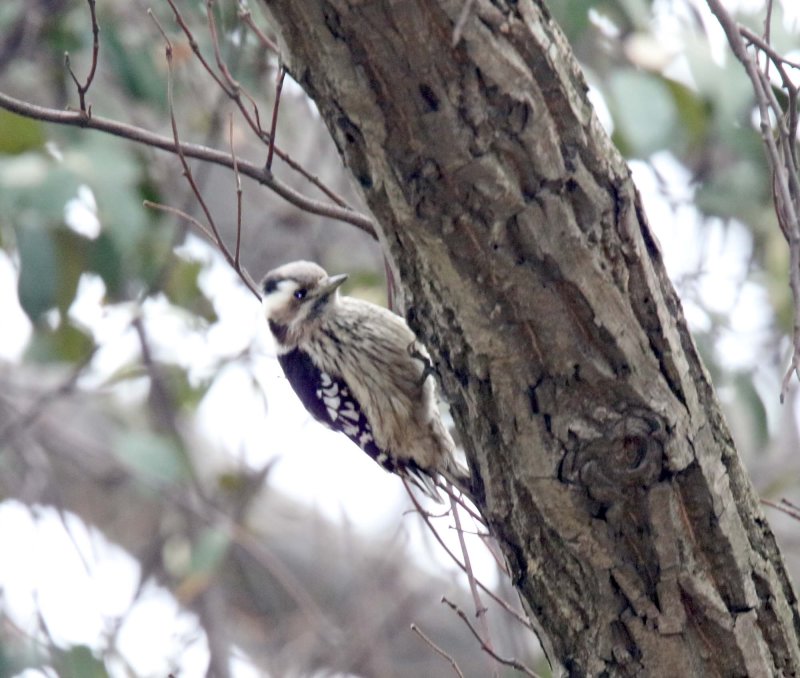 Grey-capped Pygmy Woodpecker_3131.jpg