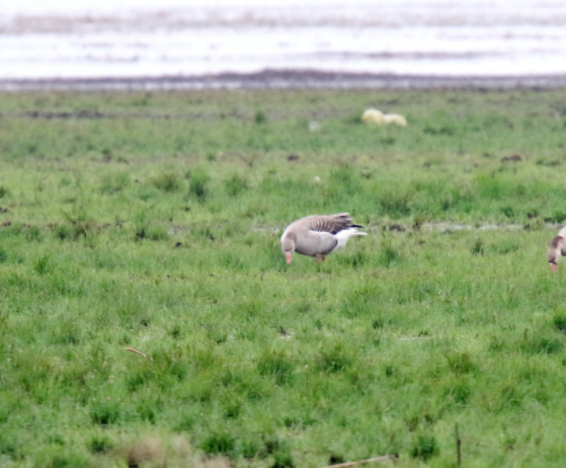 Greylag Goose_2415.jpg