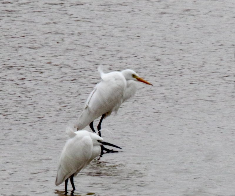 Medium Egret_1387.jpg