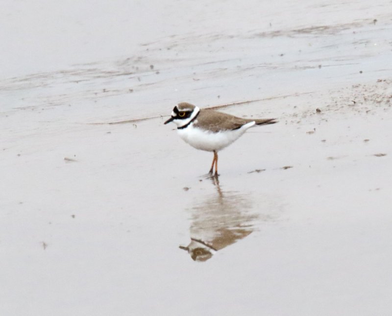 Little Ringed Plover_1226.jpg