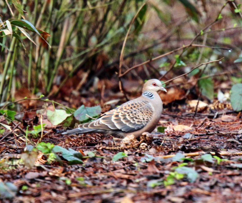 Oriental Turtle Dove_2796.jpg