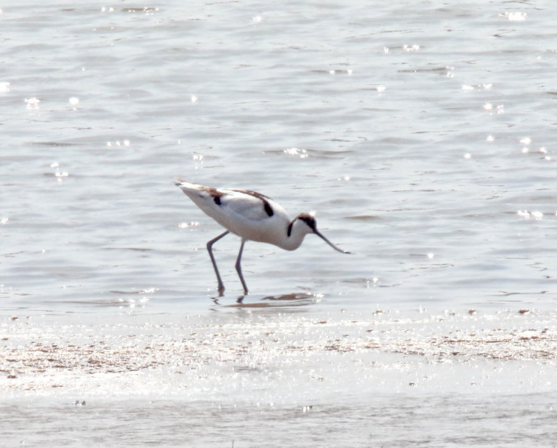 Pied Avocet_4417.jpg