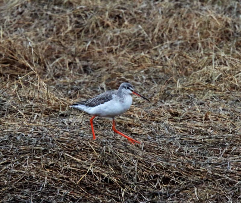 Spotted Redshank - winter_2487.jpg