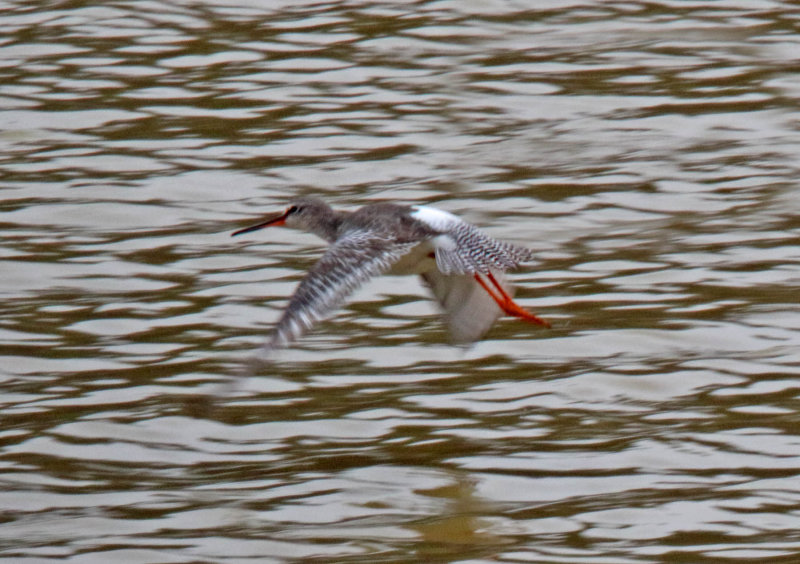 Spotted Redshank_1365.jpg