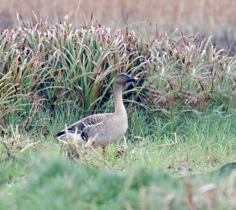 Tundra Bean Goose_2301.jpg