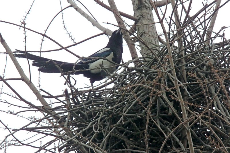 Oriental Magpie - nest_2950.jpg