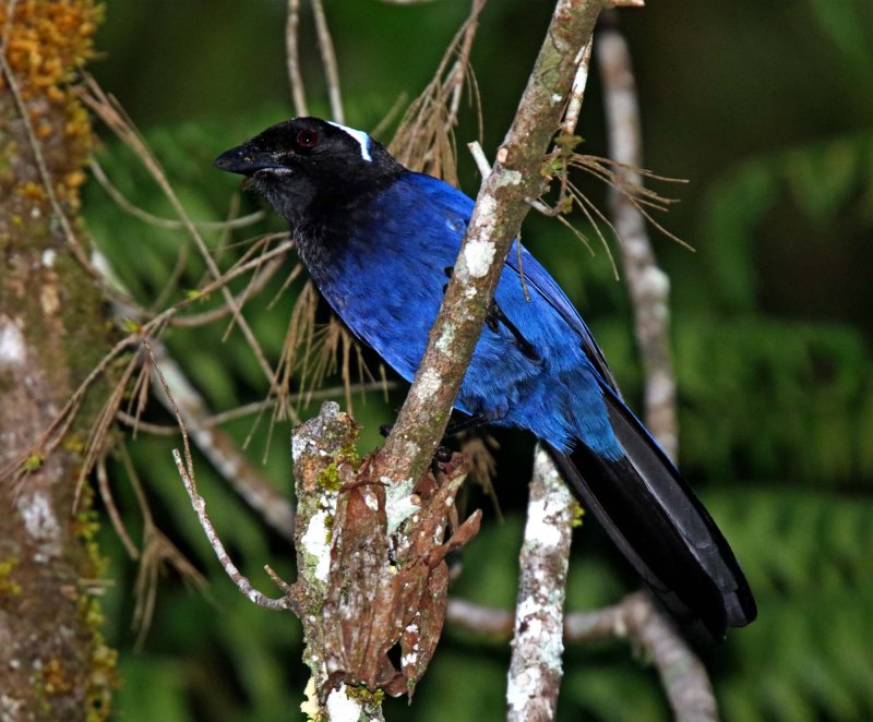 Azure-hooded Jay_7112.jpg