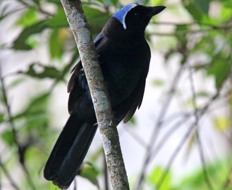 Azure-hooded Jay_7692.jpg