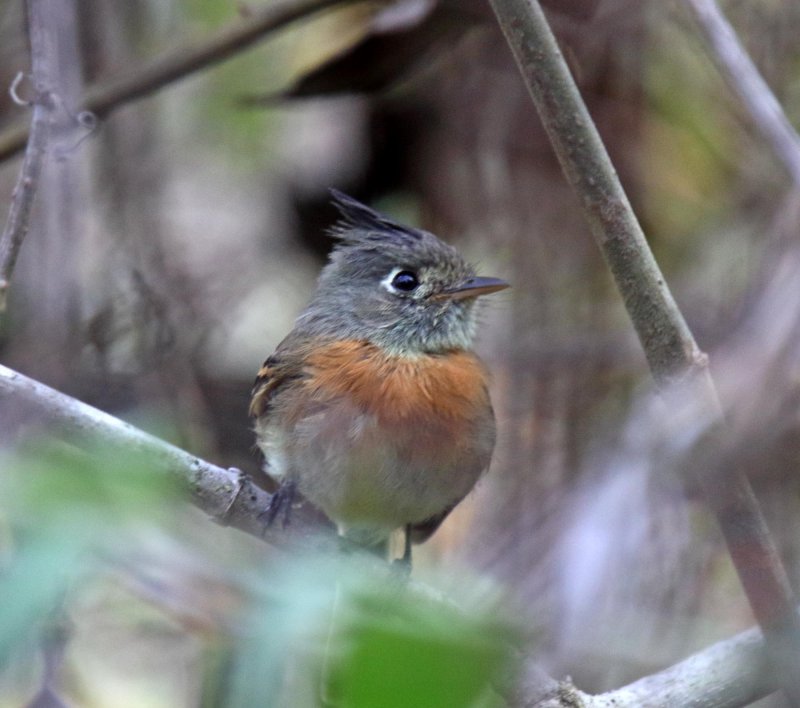 Belted Flycatcher - male_7412.jpg