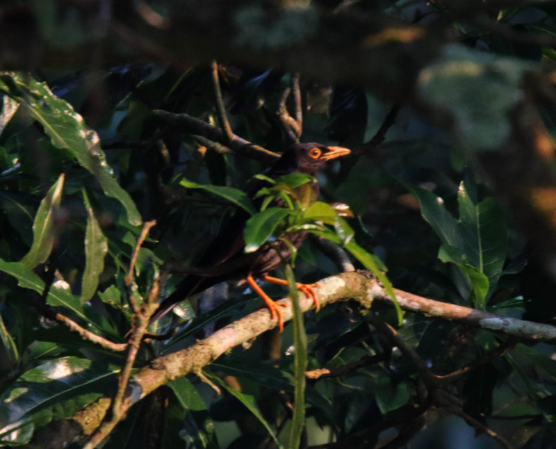 Black Thrush - male_7522.jpg