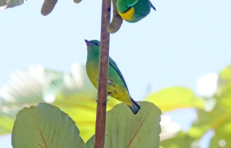 Blue-crowned Chlorophonia - female_8308.jpg