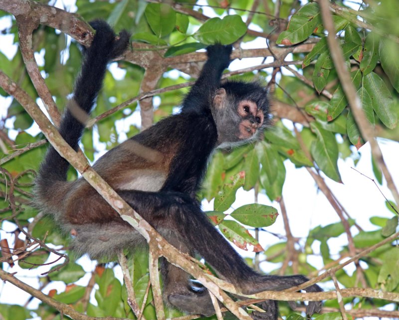 Geoffroys Spider Monkey_6197.jpg