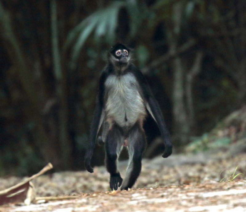 Central American Spider Monkey_6443.jpg