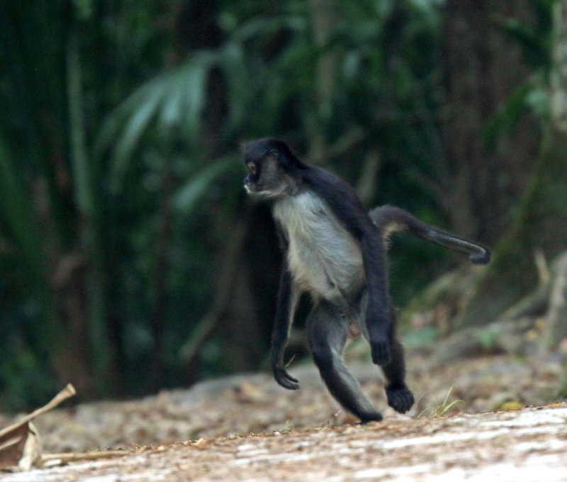 Central American Spider Monkey_6445.jpg