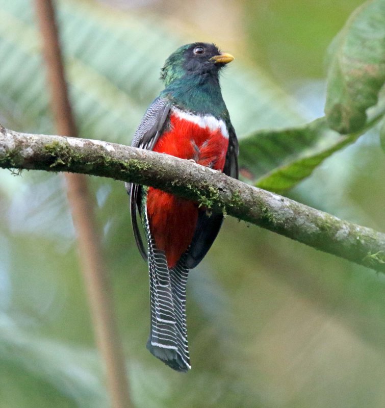 Collared Trogon - male-7691.jpg