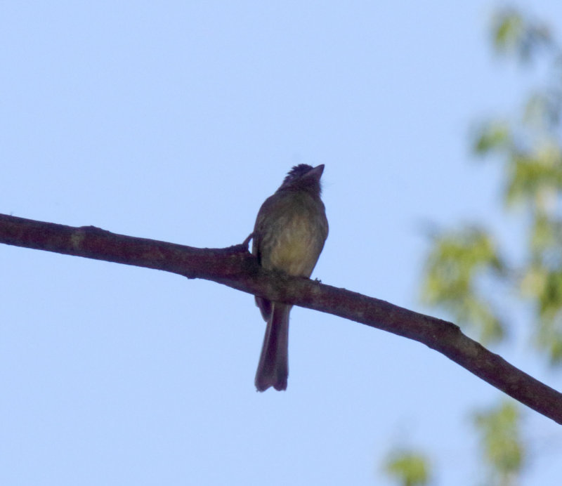 Eye-ringed Flatbill_6252.jpg